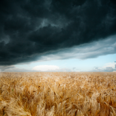 FAO: Continued obstruction of the Strait of Hormuz may lead to a global food price crisis